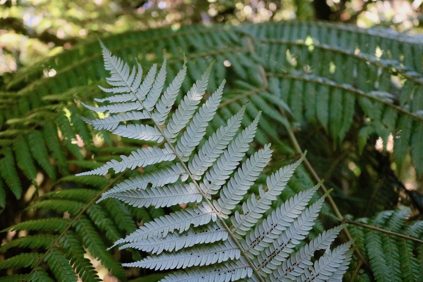 Bush Walk 2