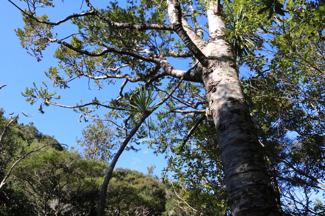 Bush Walk 4