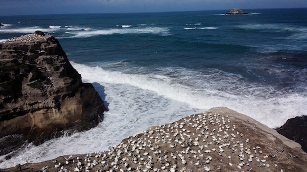 Muriwai 2