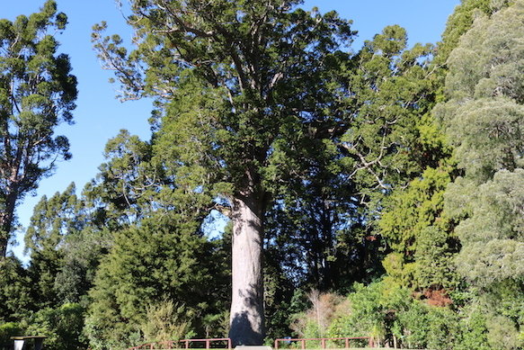 Parry Kauri3