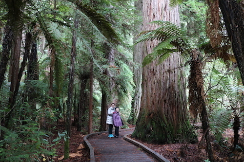 Redwood3