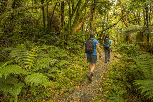 Arthur Valley Milford Track Ultimate Hikes